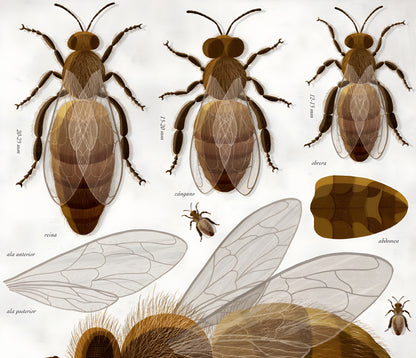 ABEJAS
